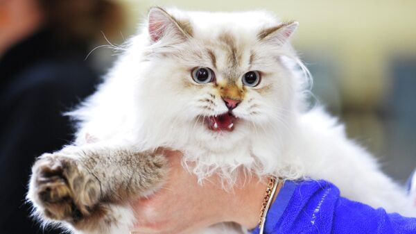 Кошка породы сибирская окраса колор-пойнт Кошка породы сибирская окраса колор-пойнт